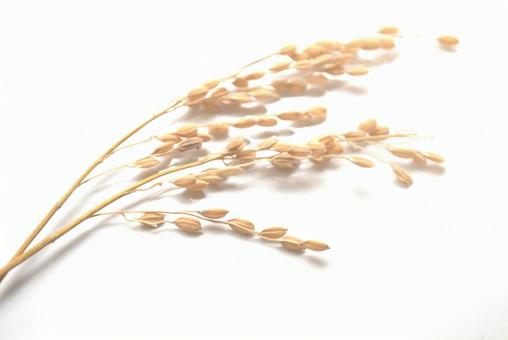 稲穂 稲穂 稲穂,イネ,米の写真素材