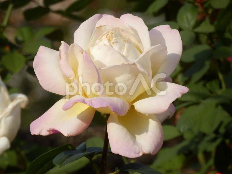 【薔薇の写真】バラの花 バラ,薔薇,植物の写真素材