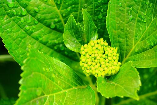 紫陽花のつぼみ 紫陽花のつぼみの写真