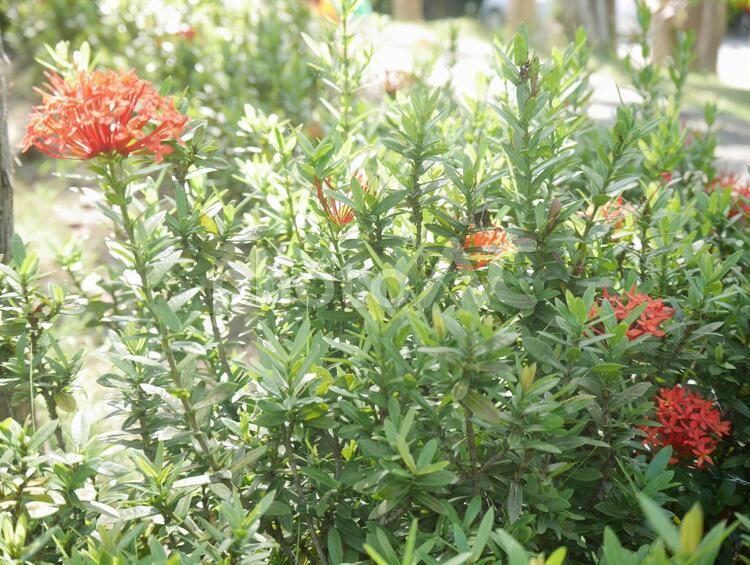 タイ　花　ピンク　かわいい　草 おすすめ,かわいい,アジアの写真素材
