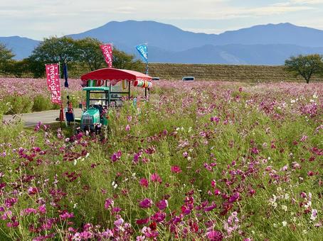 福井県 曇り空と宮ノ下コスモス公苑 福井県 曇り空と宮ノ下コスモス公苑 福井県,宮ノ下コスモス公苑,曇りの写真素材
