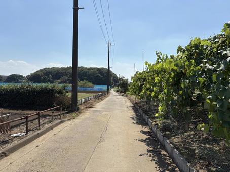 田舎道 田舎道 田舎,道,自然の写真素材