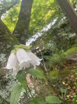 綺麗な花 綺麗な花の写真