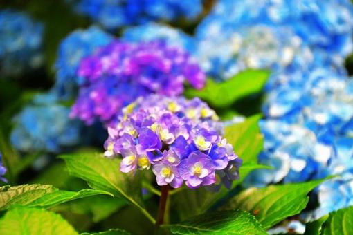 青と紫 青と紫の写真