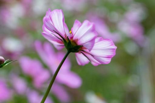 Cosmos field, pretty pink flowers, JPG