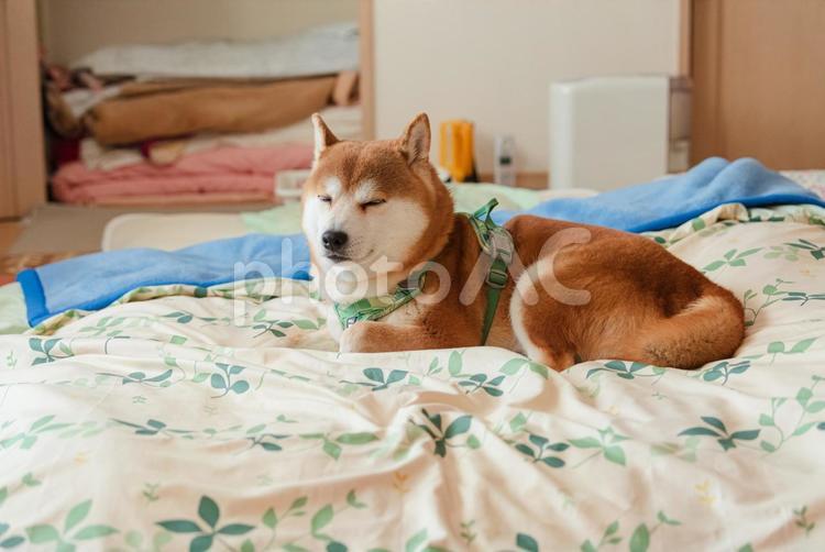 布団の上でまったりくつろぐ柴犬 柴犬,しばいぬ,日本犬の写真素材