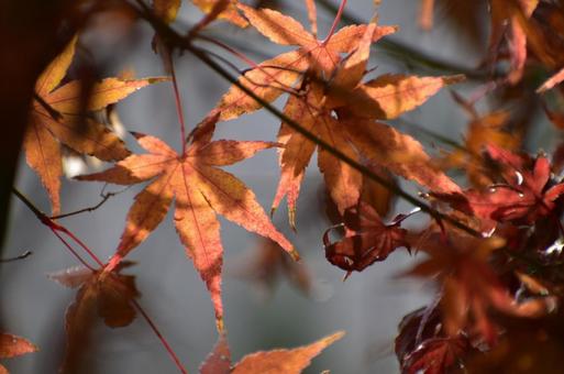 紅葉 紅葉の写真