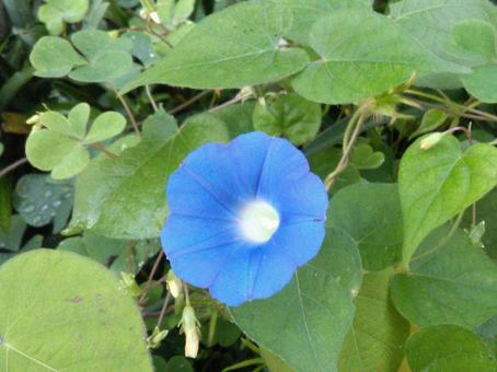 青色の小さい丸い朝顔(原種に近い) 青色の小さい丸い朝顔(原種に近い)の写真
