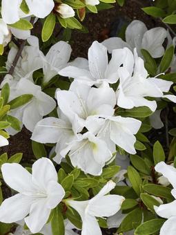 Photo, স্প্রিং ফুল, ফুল, উদ্যানপালন, 