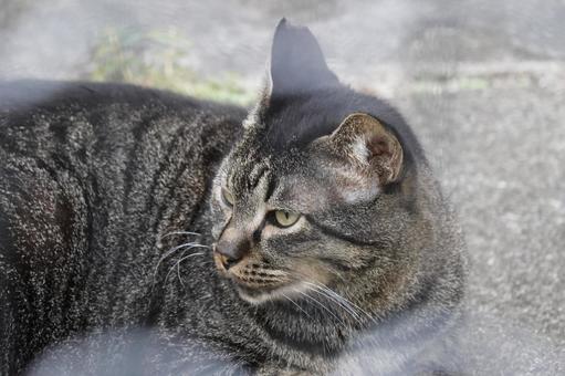 公園ネコ　沖縄県　那覇市 ネコ,かわいい,もふもふの写真素材