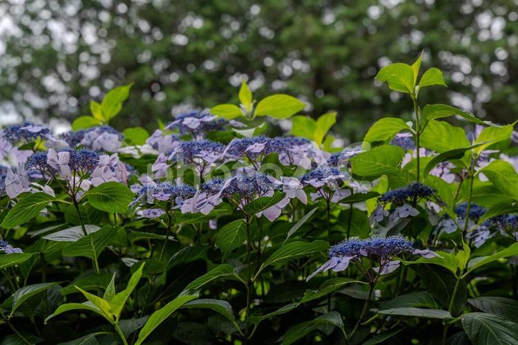 指扇アジサイまつり2025年 アジサイ,紫陽花,花の写真素材