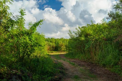 草に覆われた道 風景,景色,自然の写真素材