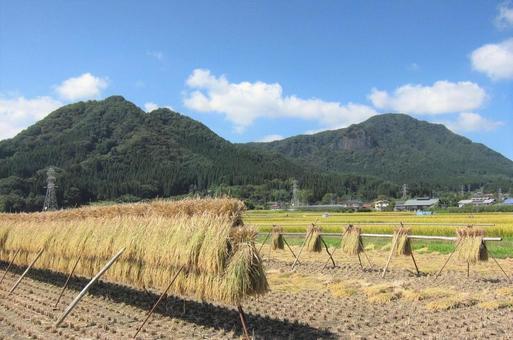 稲架掛け 稲架掛け 稲架掛け,稲刈り,はさがけの写真素材