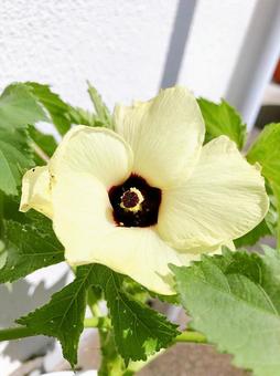 オクラの花 オクラの花の写真