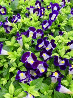 Photo, torenia, গ্রীষ্মের বেগুনি, রঙিন, 