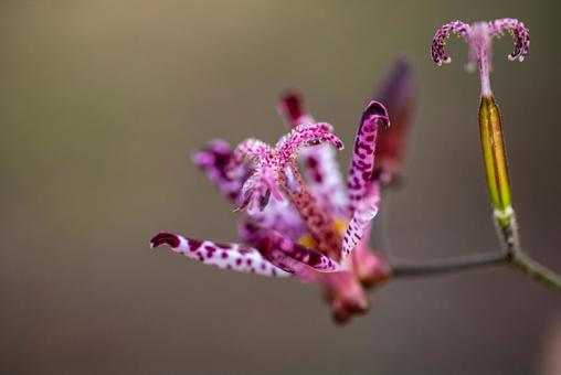 秋の可愛い草花　ホトトギスのアップ２ ホトトギス,植物,草の写真素材