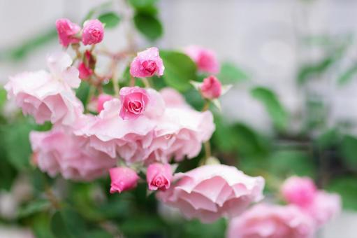 薔薇の花 薔薇の花の写真