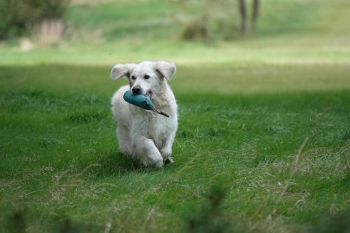 The Retrievers 犬,大型犬,レトリーバーの写真素材