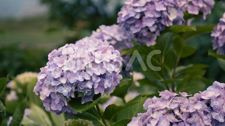 赤や青や紫や白のたくさんの紫陽花 紫陽花,緑,花の写真素材