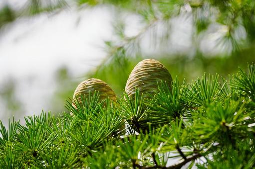 ヒマラヤスギの松ぼっくり⑵ ヒマラヤスギの松ぼっくり⑵ 木,樹木,松ぼっくりの写真素材