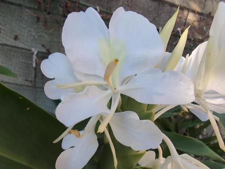 自宅で咲いたジンジャー 自宅で咲いたジンジャー ジンジャーの花,ジンジャー,花の写真素材