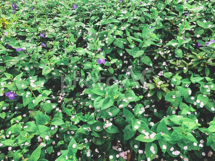 桜舞い散る街路樹  テクスチャ 葉,植物,自然の写真素材
