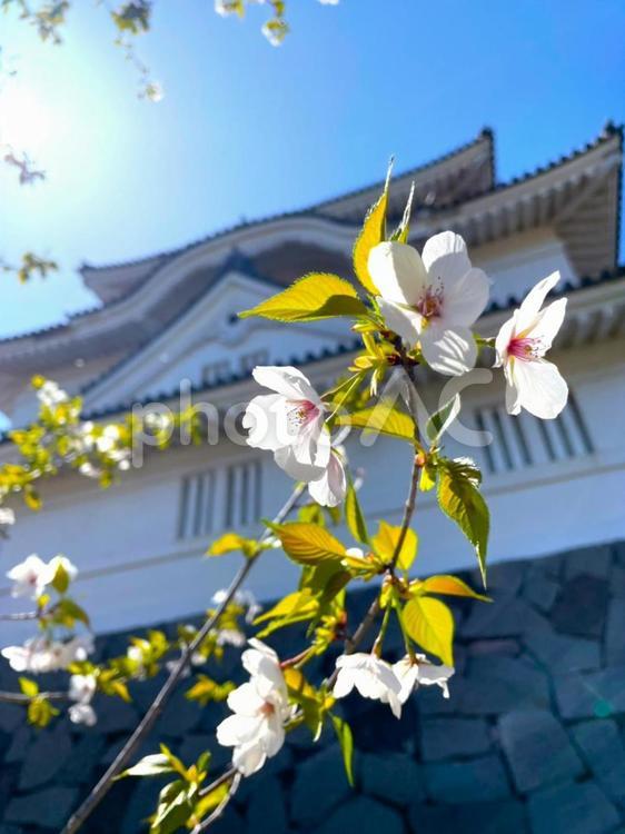 桜と城　　大多喜城　千葉県 桜,城,光の写真素材