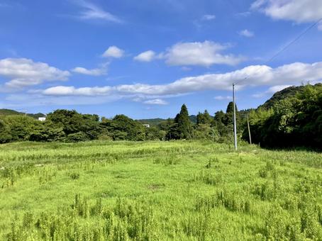 夏 夏の写真