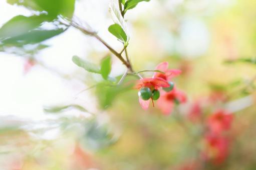 ミッキーマウスの木 ミッキーマウスの木 ミッキーマウスの木,赤色,花の写真素材