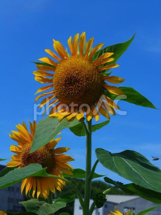 美しきひまわり ひまわり,空,晴天の写真素材