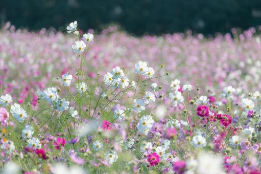 長崎-【白木峰高原のコスモス】の写真