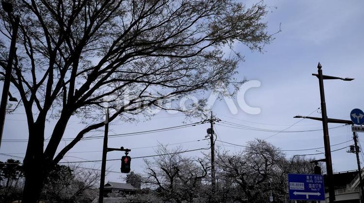 桜の木 悪天候,風景,空の写真素材
