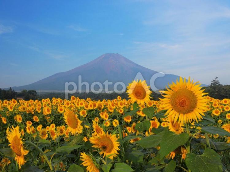 ひまわりと富士山 ひまわり,富士山,青空の写真素材