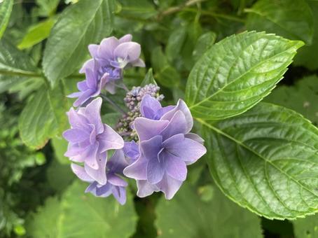 紫陽花 紫陽花の写真
