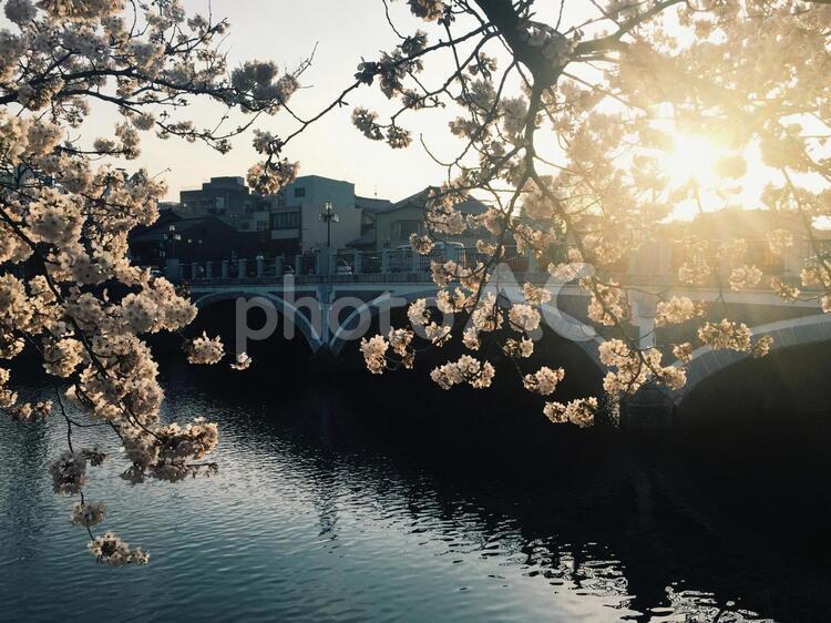 川と桜 光,反射,太陽の写真素材