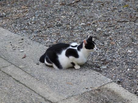京都 伏見稲荷大社にいた黒ぶち猫 京都 伏見稲荷大社にいた黒ぶち猫 伏見稲荷大社,伏見稲荷,猫の写真素材
