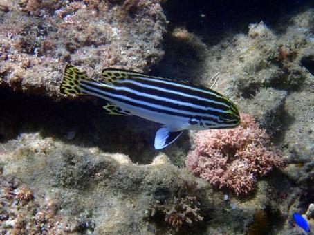 ヒレグロコショウダイ ヒレグロコショウダイ 魚,海,沖縄の写真素材
