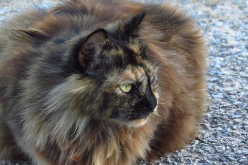 Photo, gorgeous cat, cat, nap nyanko, 