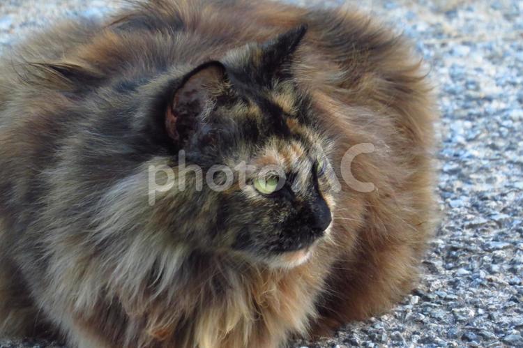 公園ネコ　沖縄県　那覇市 ゴージャスネコ,ネコ,お昼寝ニャンコの写真素材