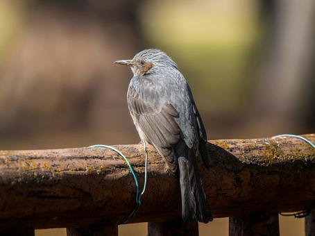 柵にとまるヒヨドリ 柵にとまるヒヨドリ ヒヨドリ,野鳥,鳥の写真素材
