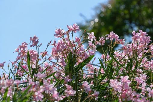 夏の花・キョウチクトウ(上野公園) 夏の花・キョウチクトウ(上野公園)の写真