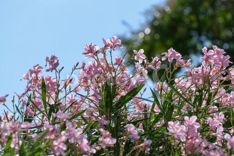 夏の花・キョウチクトウ（上野公園） 夏,夏の花,キョウチクトウの写真素材