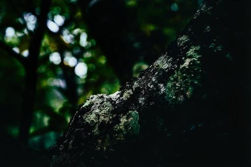 <素材>桜の木の幹に付いたウメノキゴケ <素材>桜の木の幹に付いたウメノキゴケの写真