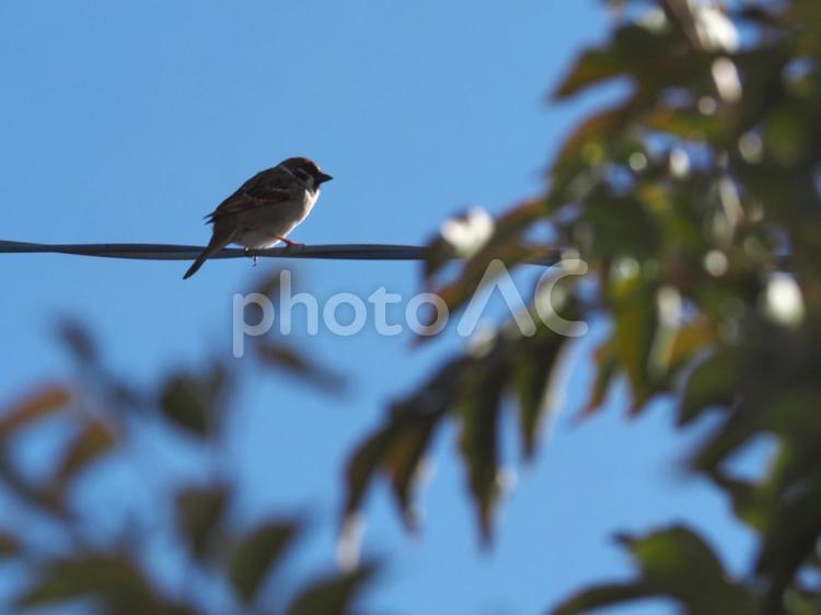1羽の雀 鳥,野鳥,春の写真素材