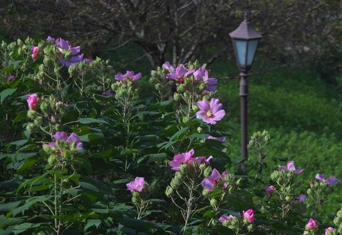 ピンクのムクゲ 花,植物,ムクゲの写真素材