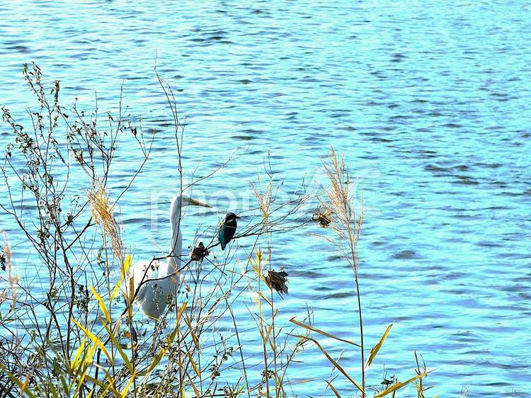 カワセミに近づいてきたシロサギ サギ,白い鳥,カワセミの写真素材