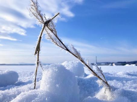 雪の中で生えている植物と青空 雪の中で生えている植物と青空の写真