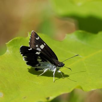 ダイミョウセセリ ダイミョウセセリの写真