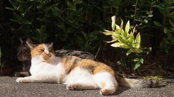 寄り添って寛ぐラブラブな三毛猫たち 三毛猫,猫,キジトラの写真素材