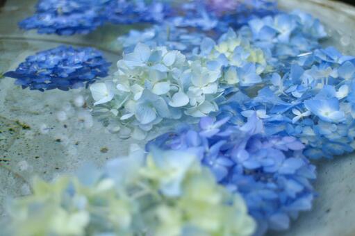 紫陽花 鎌倉 紫陽花 鎌倉の写真